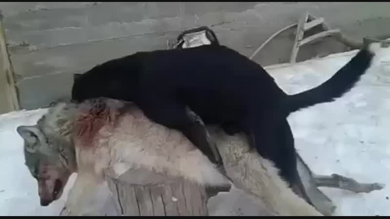 Пёс некрофил