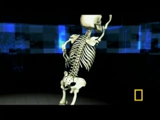 В гостях у диспропорциональных карликов