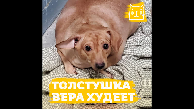 Собачку веру раскормили до огромных размеров