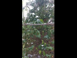 Vid 20210119 150656 mp4