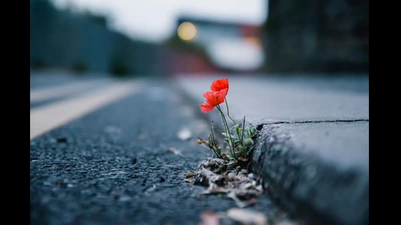 Лекторий в парке