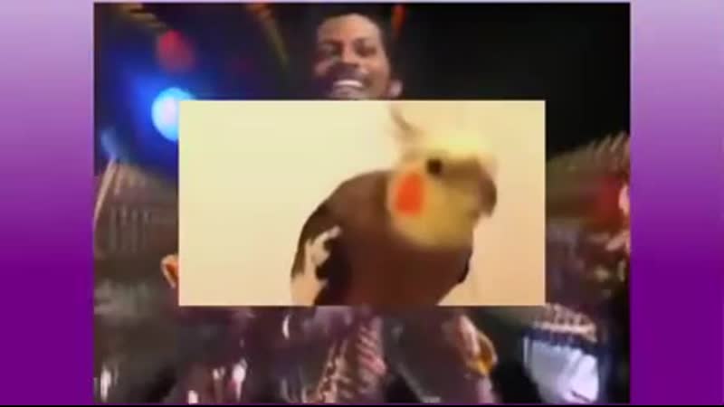 Попугайчик свистун