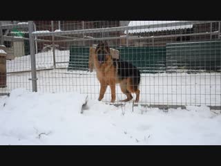 Puppies from mike vom schloss rugland and zilber wasserfall barrakuda – skazka / video 02 /