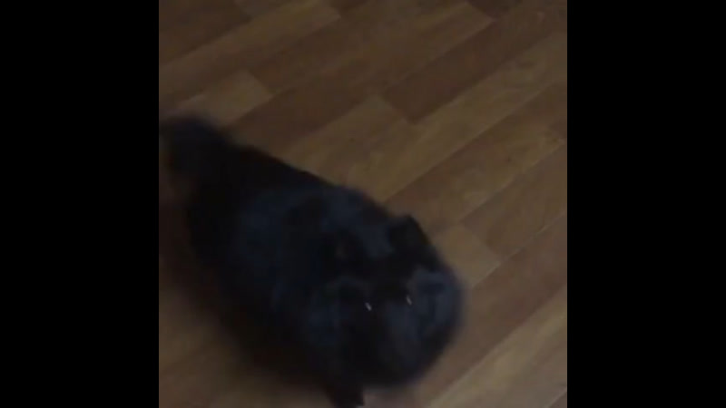 Alvin samana star (arek ss x ofelia ss)