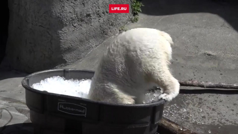 Медведица нора любит принимать ванну со льдом