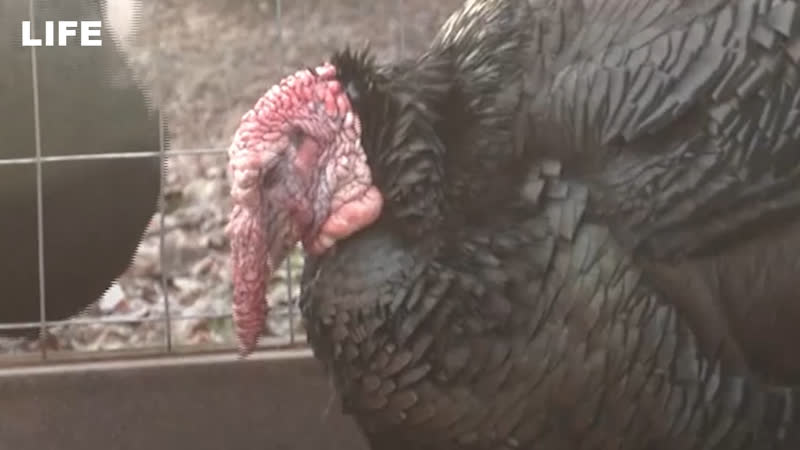 Выкрали индюка и напоили его водкой в риге