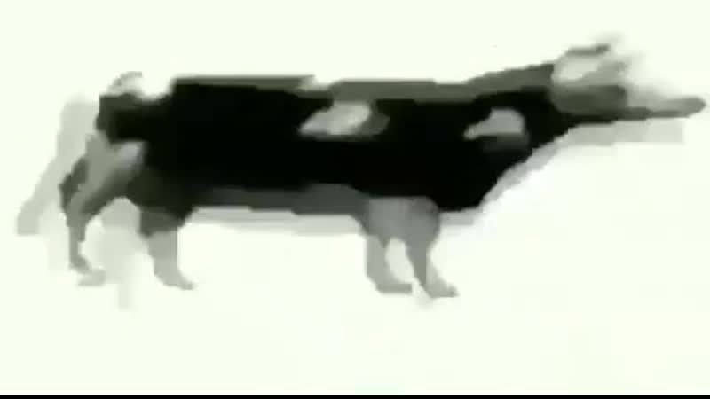 Корова porn video – Корова флексит долго