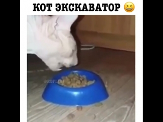 Кот экскаватор