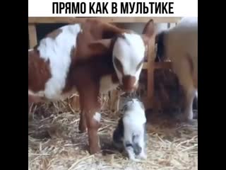 Nice zooo bxafukndvtp mp4