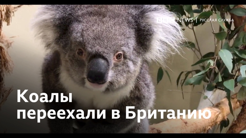 Коалы иммигранты