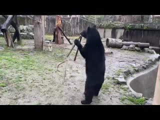 Bear with nunchucks