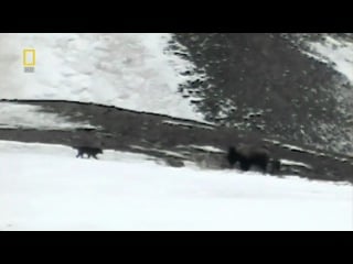 Доисторические хищники древний страшный серый волк /dire wolf/ 2007