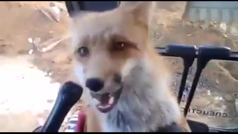 Угостил дикую лису