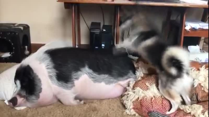 А вас так же будят?