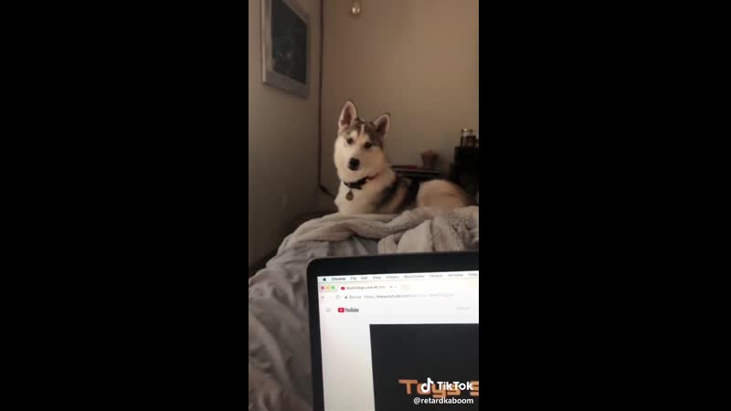 Tim cute! #foryou #fyp #foryoupage #dog #doglove #husky #puppy