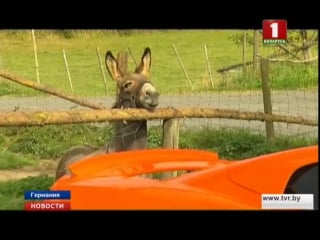 Осел покусал "макларен спайдер"