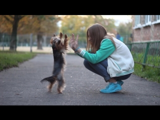 Emili yorkshire terrier, 1 18 years♥эмили йоркширский терьер, 1 18 года