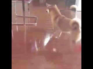 Дамы приглашают кавалеров 💃🕺