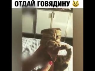 Отдай говядину!