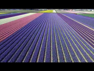 Dutch flower fields near keukenhof, the netherlands drone footage