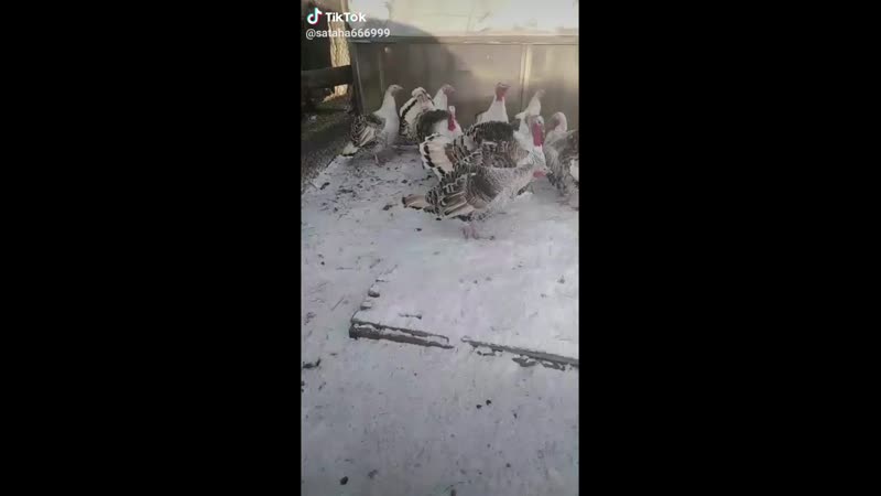 Воспитанные индюки патриоты!!!