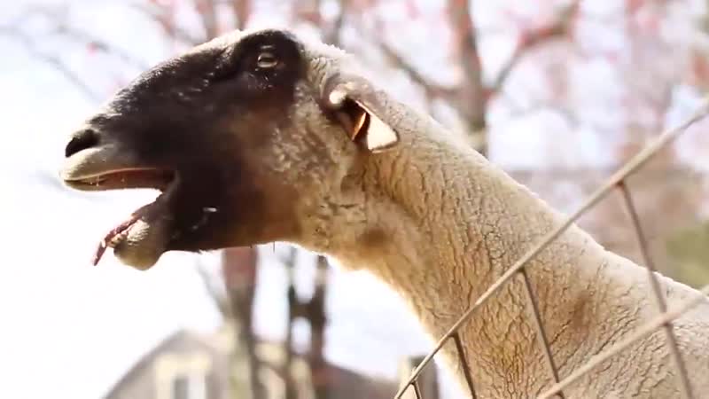 Крик 2, овца орёт, орущая овечка, коза кричит ааа