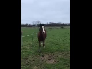 Привет коняшка! рот свой завали! / com/umorvoronezh