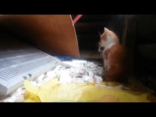 Два пушистых комочка, черный и рыжий 2016