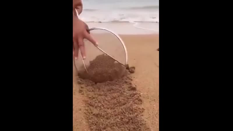 Прогуливаясь по песчаному пляжу помните