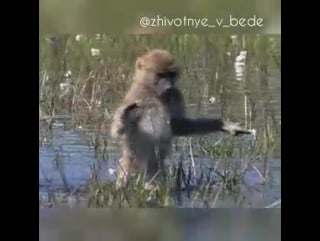 Девочка, она и в болоте девочка 😂 🐒