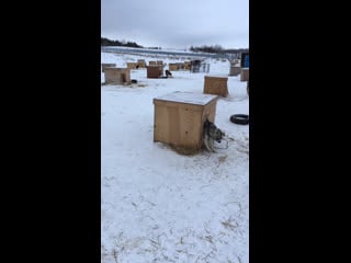 Live тёплая лапа ирбиса