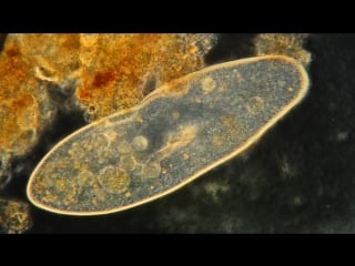 Paramecium feeding magnified 400x! high definition!