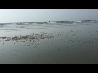 Dawei, myanmar one claw crab beach