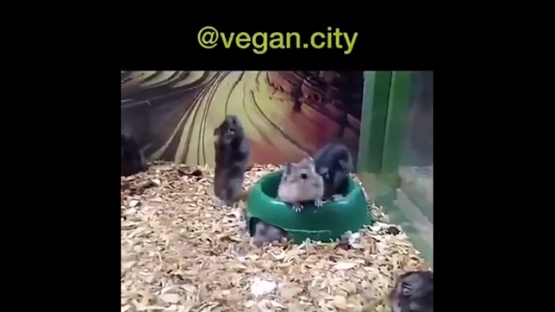 Смотрите,долбоебы, как надо уметь