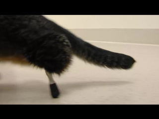 Meet the cat isu vets outfitted with very rare prosthetic legs