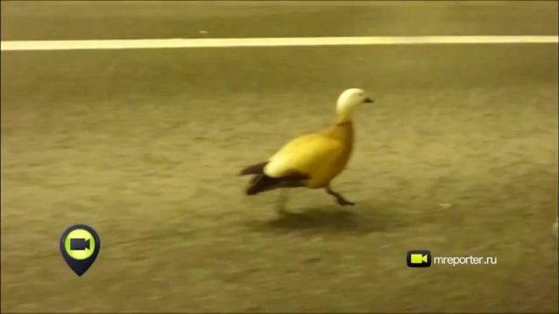 Утки движутся по третьему транспортному кольцу в москве