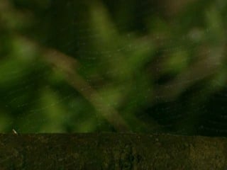 Страсти по насекомым 1 10 серия "боги насекомые" / insectia 1 the gods insects