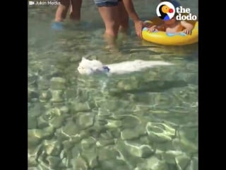 Cat swims at the beach the dodo