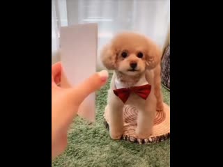 No floofs were harmed in the making of this video