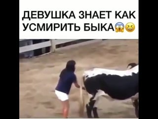 Способ усмирения быка