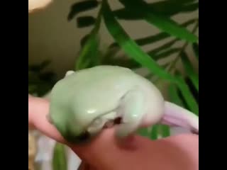 Dude's finger is murdered by a fucking frog
