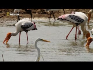 Дикая шри ланка в краю озер