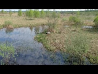 Смоленский видеоблогер снял аиста с квадрокоптера