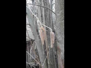 Лещина цветет