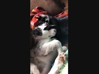 Was worried about bringing my new pupper home to my cat i was right, it’s a massacre