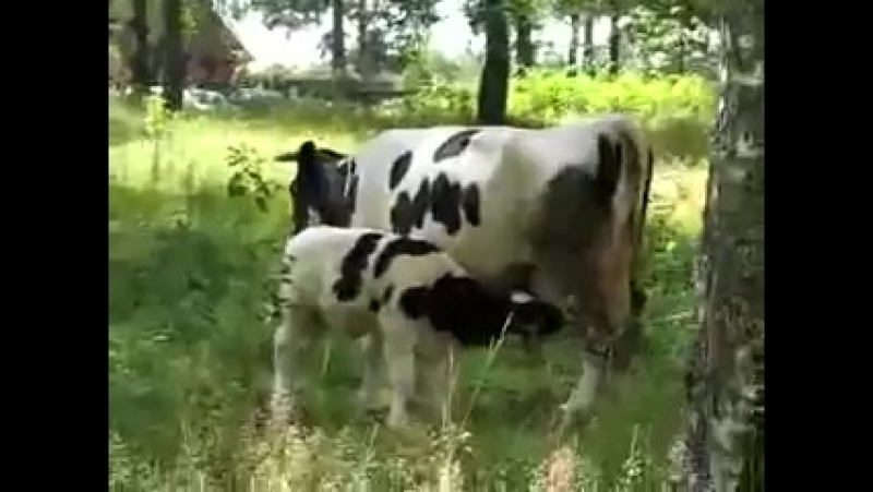 Телёнок пьёт молоко из вымени матери коровы