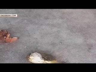 В северной каролине вместе с водой в пруду замерзли и аллигаторы