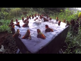 Hummingbird pool party