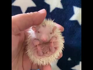 Little quills 20200327 000742 0 mp4