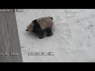 Toronto zoos playful panda in the snow